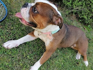 Boxer-Bulldogge mix