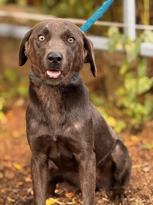 Labrador Hündin in Charcoal zu verkaufen 