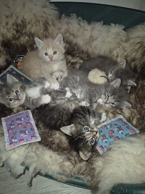 Xxl Maine Coon Mix Kitten