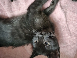 Katzenkinder