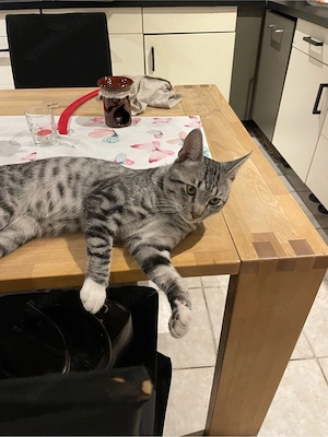 Trauriger Lou sucht liebvolles Zuhause