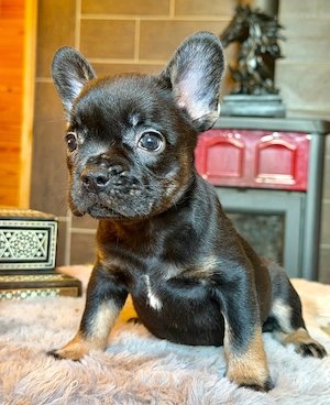 Premium Französische Bulldoggen Blue eyse aus promovierter Zucht 