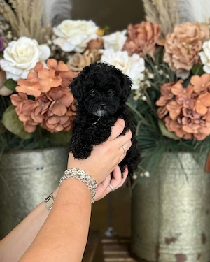 TEACUP toy pudel mini welpe abgabebereit  zwergpudel 
