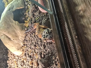 Leopardgeckos abzugeben,