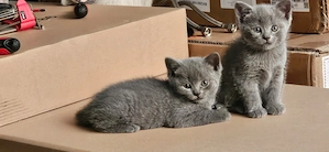 Süßen BKH Kitten 