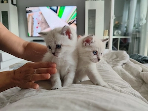 BLH  BKH Kitten mit blaue Augen 