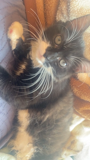 Junge Katze zu verkaufen