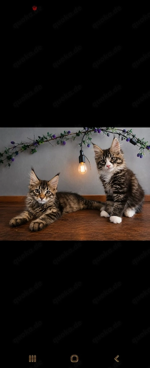 Maine Coon Kitten, traumhaft flauschig und typvoll , suchen liebevolles Zuhause 