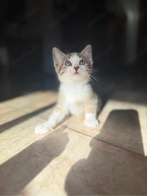 bkh ekh kitten ab sofot abgabebereit