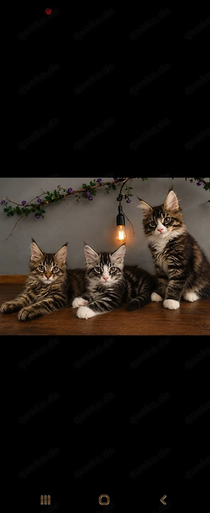Noch 1 Mädchen frei !!!Traumhaft Flauschige Maine Coon Kitten 