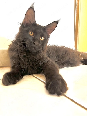 Maine Coon Kätzchen