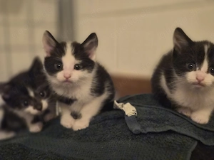 Katzen und Kitten zu verkaufen 