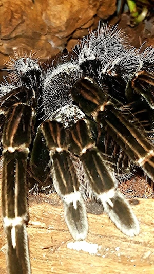 Vogelspinne 5 Jahre  0.1