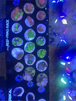 diverse zoanthus, blueberry pie, nightmare, seduction, gatorade, korallen