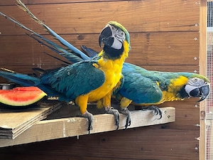 gelbbrustara paar vögel