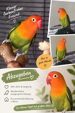    Farbenfroher kleiner Vogel   in liebevolle Hände abzugeben