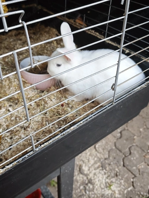 junges kaninchen 