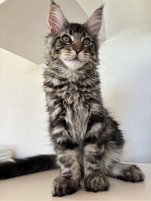 Maine Coon Kätzchen (Kater)