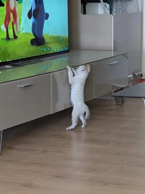 Bengal-Mix Kitten suchen ein liebevolles Zuhause