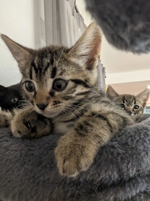Bengal-Mix Kitten suchen ein liebevolles Zuhause