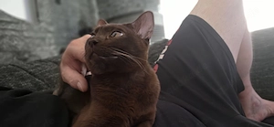 Katzen Brüder Bombay suchen dringend eine liebevolle Familie 