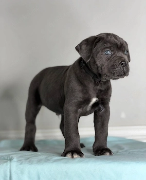 Reinrassige Cane Corso Welpen