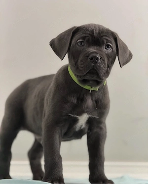 Reinrassige Cane Corso Welpen