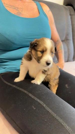 Sheltie-Welpen suchen liebevolles Zuhause