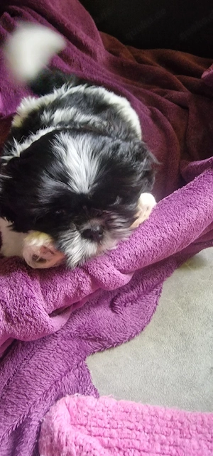 Shih Tzu mit Ahnentafel 