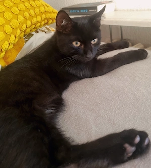 Wunderschöner Kater