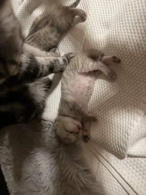 Baby Katzen BKH