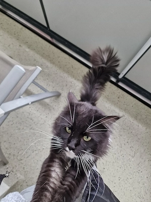 Suche Mainecoon kitten  kein mix