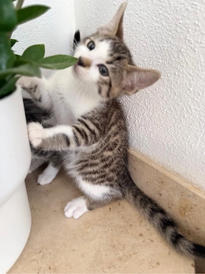 Bengal-Britisch Kurzhaar Mix Kitten