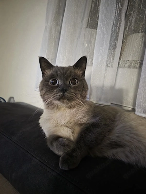 Erfahrene Deckkater Siam 