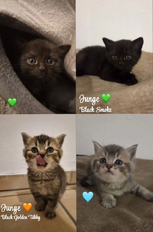 BKH Kitten suchen ein Zuhause 
