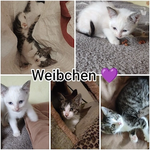 siam mix zu verkaufen 