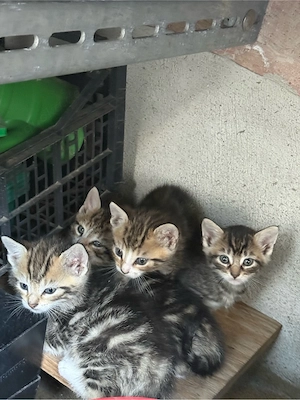 Europäisch Kurzhaar Babys