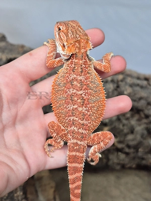 Bartagame (Pogona vitticeps) Männchen 