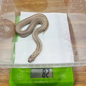 0.1 Heterodon nasicus Axanthic Superconda