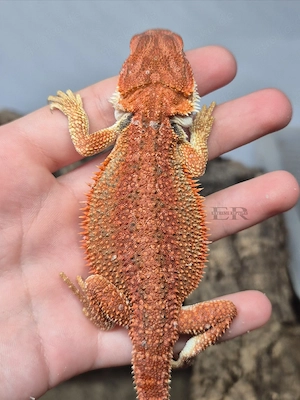 Bartagame (Pogona vitticeps) Männchen 