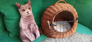 Katzenkorb, Weidenkorb + Dekokissen 
