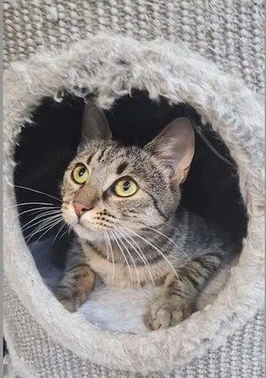 Tom-Tom Traumkater sucht Paradies auf Erden