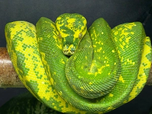Baumpython Morelia Viridis Azurea Biak 0.1 Weibchen 5 Jahre Alt 