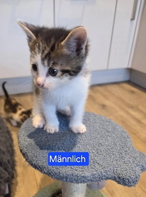 Europäische Kurzhaar-Mix Kitten 