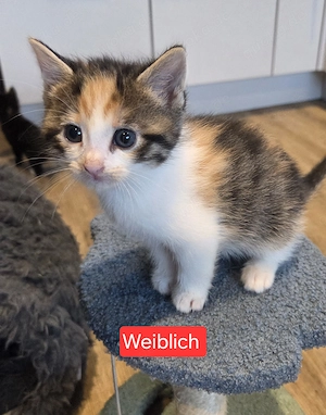 Europäische Kurzhaar-Mix Kitten 