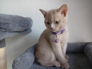 BKH-Kitten