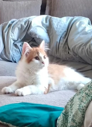 Süßes Mix.Kitten sucht ein neues Zu Hause