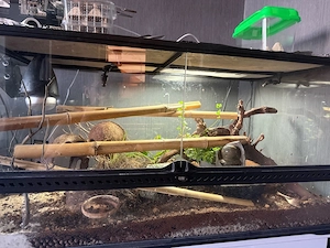 Gekkos mit Terrarium