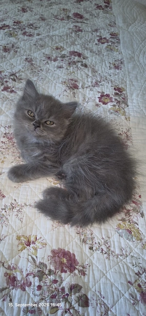 blh und bkh kitten zu verkaufen 