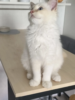 Ragdoll Katerchen mit Stammbaum 
